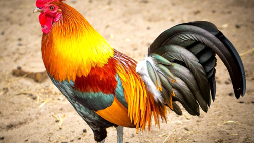 十二生肖陪你过大年 鸡和狗应该开什么皮卡