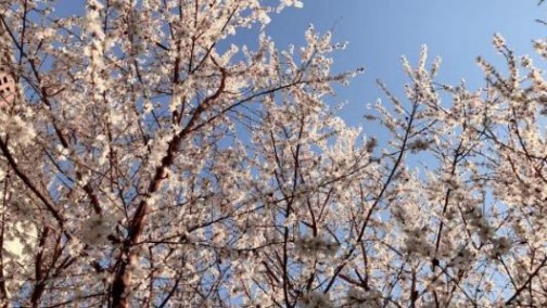 当武大樱花遇上battle美学哈弗F5 谁更美？