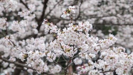 倍感亲切又小心翼翼的湖北汽车产业链